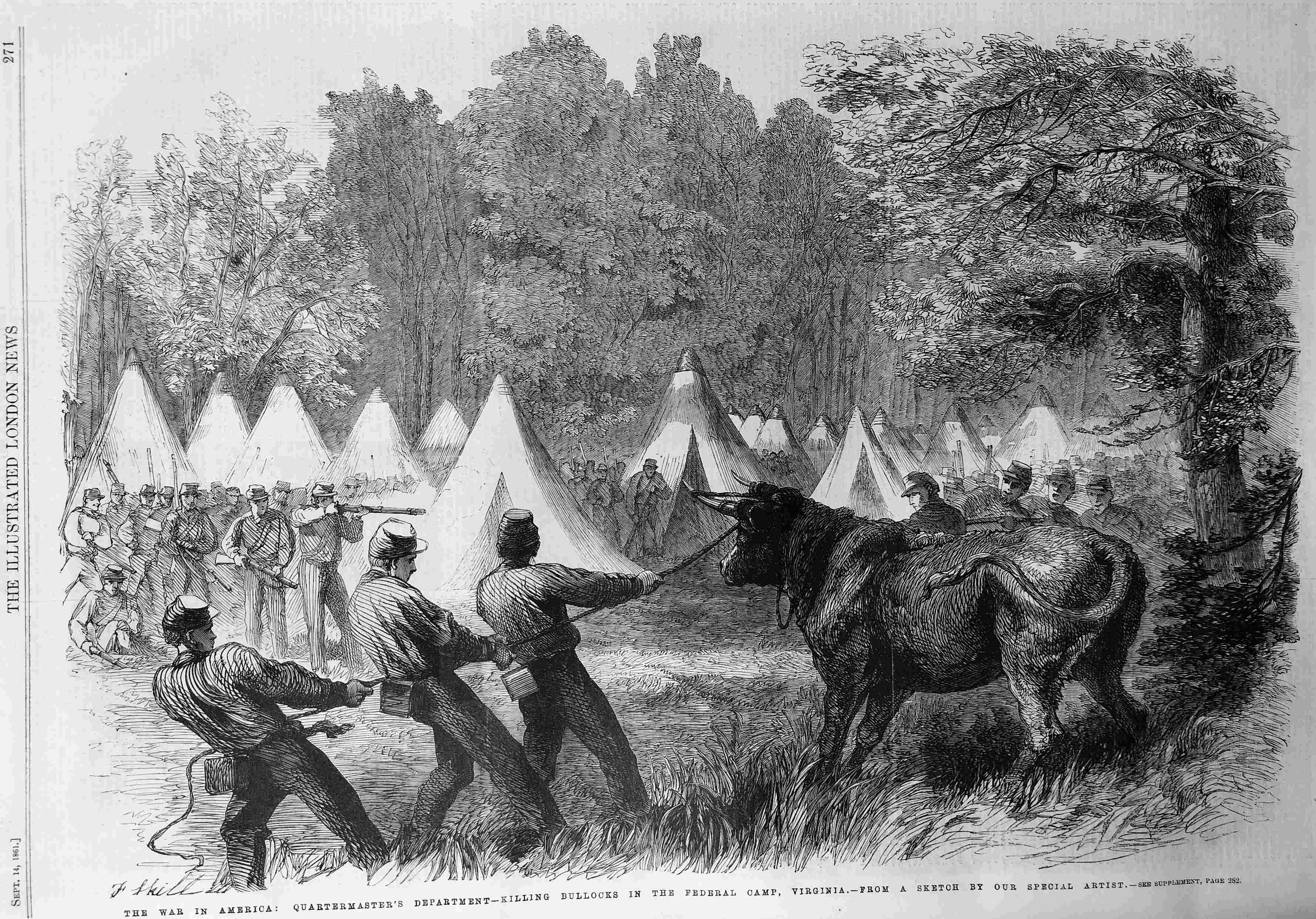 killing bullocks